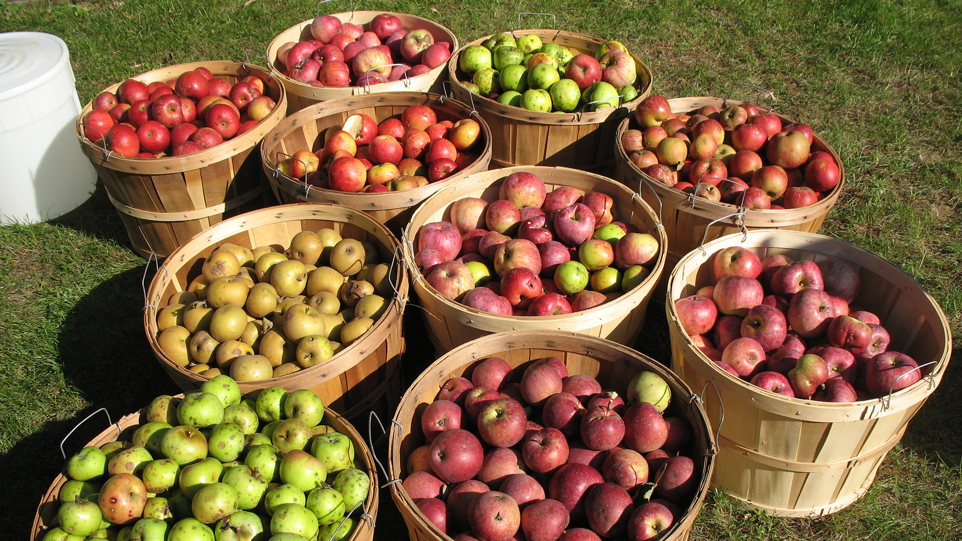 Apples in Bushel Baskets - Full Width Image