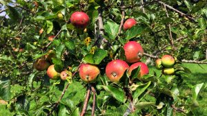 Apples in Orchard - Bright - Full Width Image