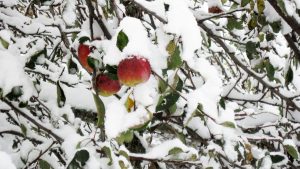 Apples after snowfall - Full width Image
