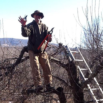Team Member: David G pruning trees in the orchard