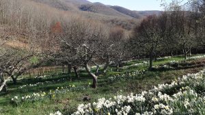 Orchard in Spring - Full Width Image