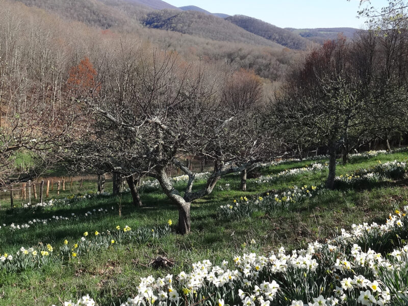 Orchard in Spring - Full Width Image