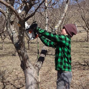 Team Member: Sarah Pruning in the orchard